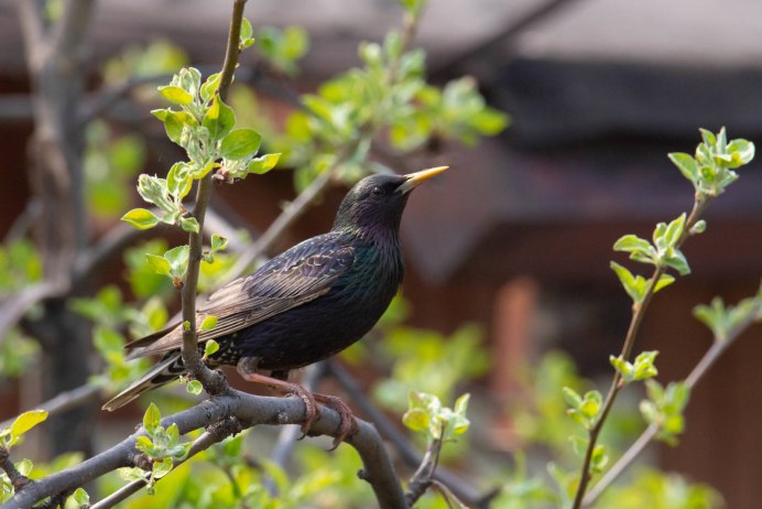 Обыкновенный скворец (Sturnus vulgaris)