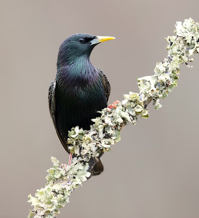 Серый Дрозд (Grey Catbird)