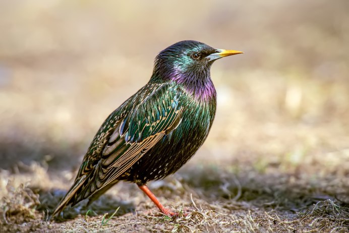 Дрозд чёрный (turdus Merula) 4к