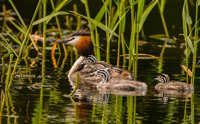 Чомга птица птенцы