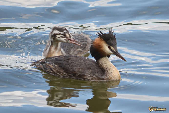 Чомга птенец
