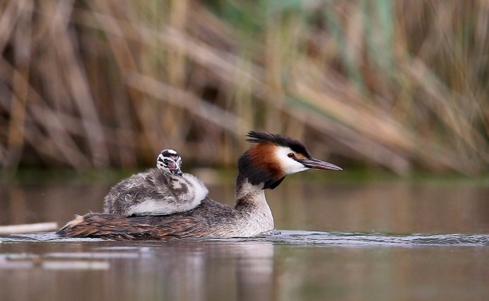 Чомга Сибирская
