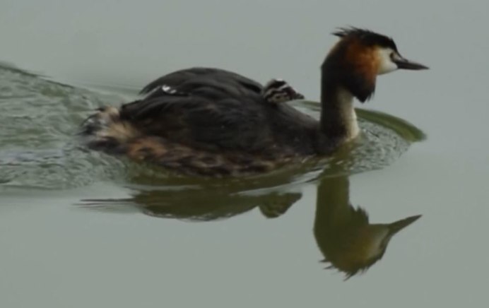 Чомга хохлатая