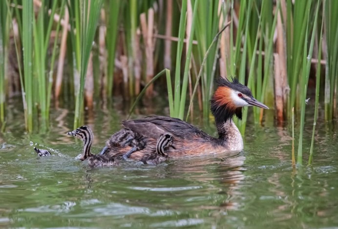 Поганка птица птенец