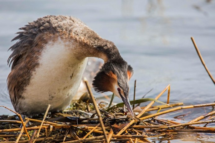 Краснозобая поганка