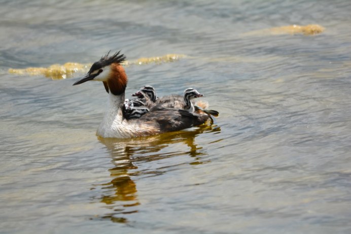 Чомга птица яйца