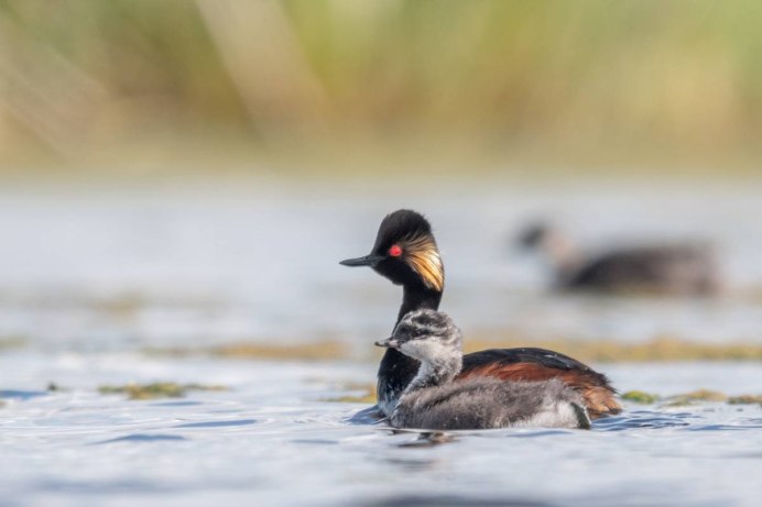 Птицы Гатчинского парка фото с названиями