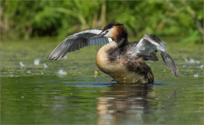 Утка поганка