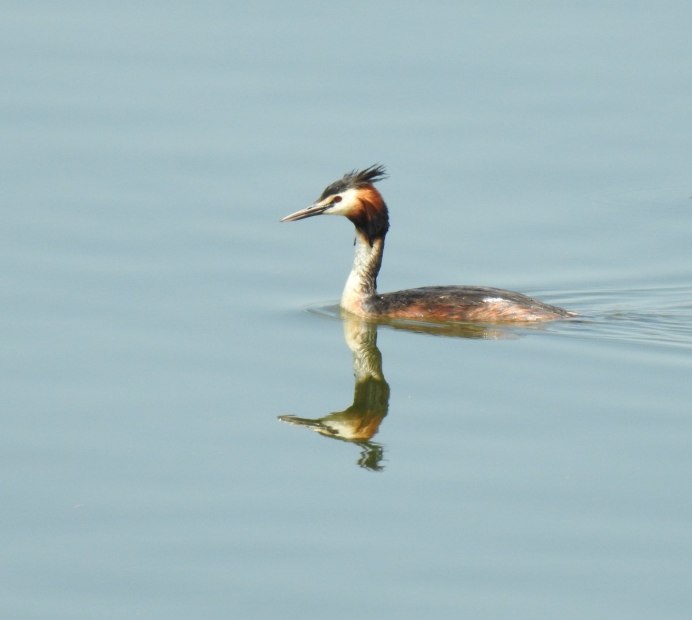 Птицы изочиские название высиживают