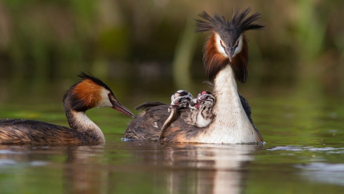 Чомги в парке Радуга