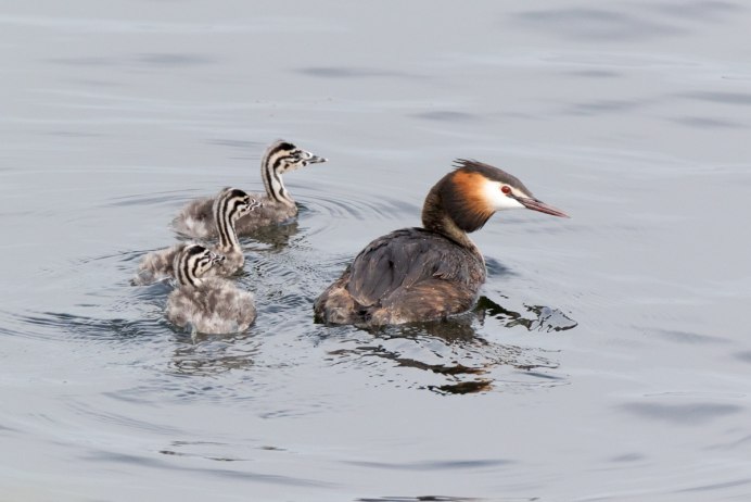 Нелетающие водоплавающие птицы поганки