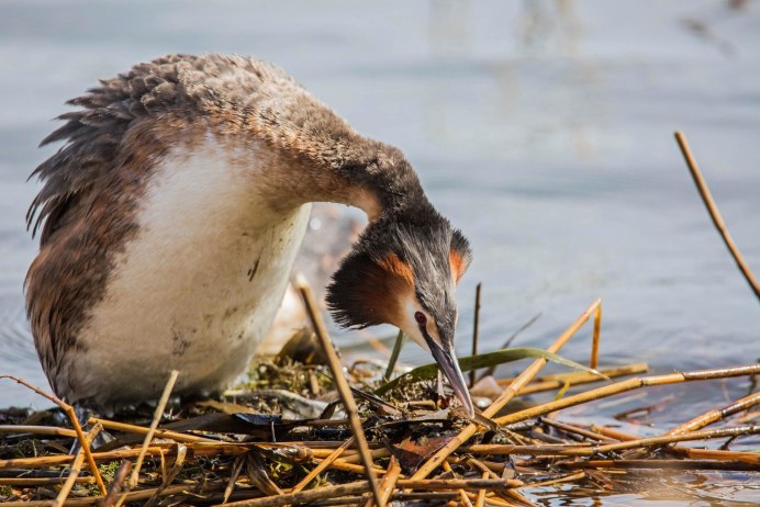 Утка поганка в Краснодарском крае