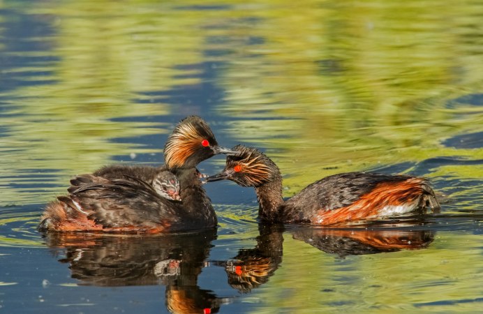 Большая поганка чомга