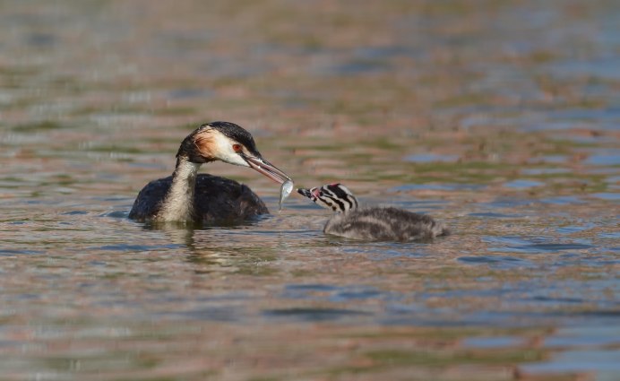 Поганка птица птенец