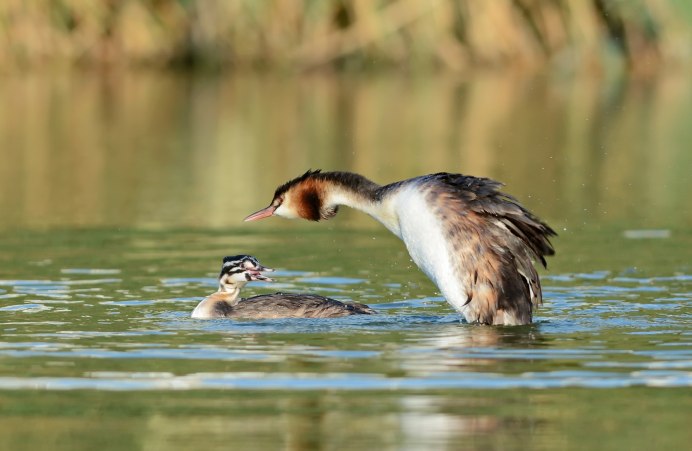 Птица чомга Крылья