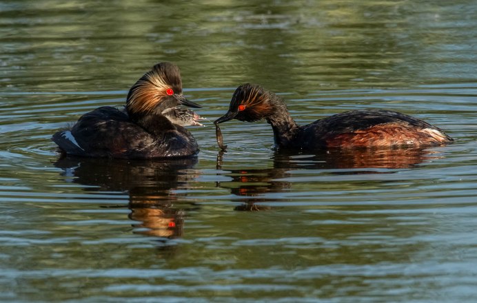 Черная поганка птица