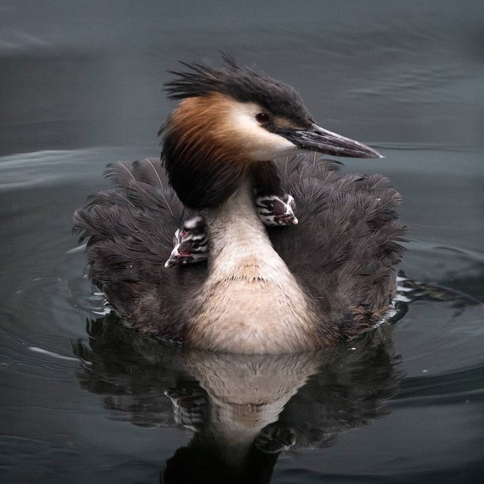 Черношейная поганка птенец