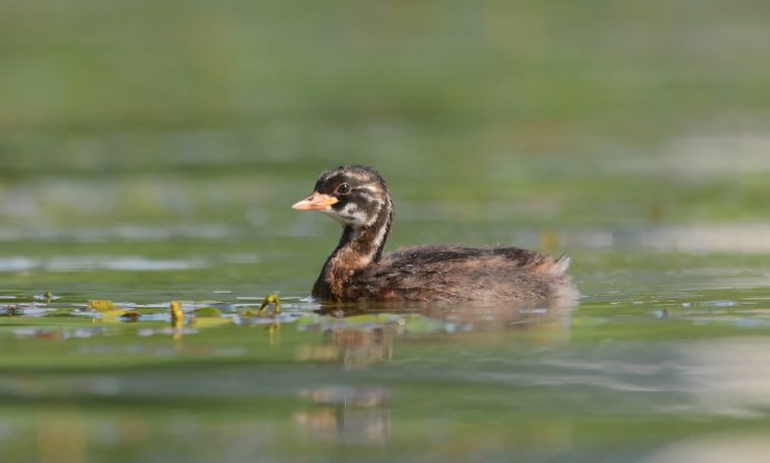 Утка поганка чомга