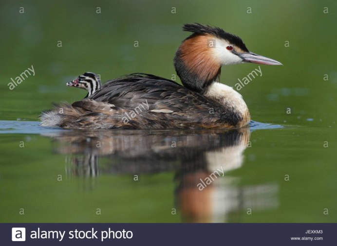 Гнездо поганки с птенцами