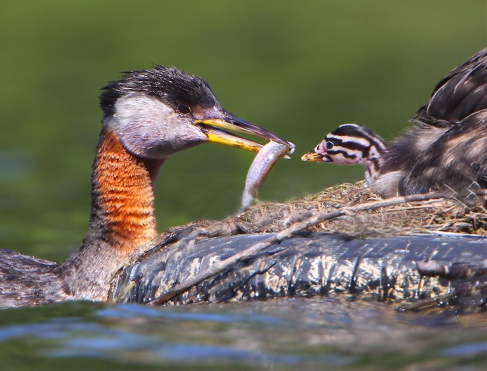 Чомга в Измайлово