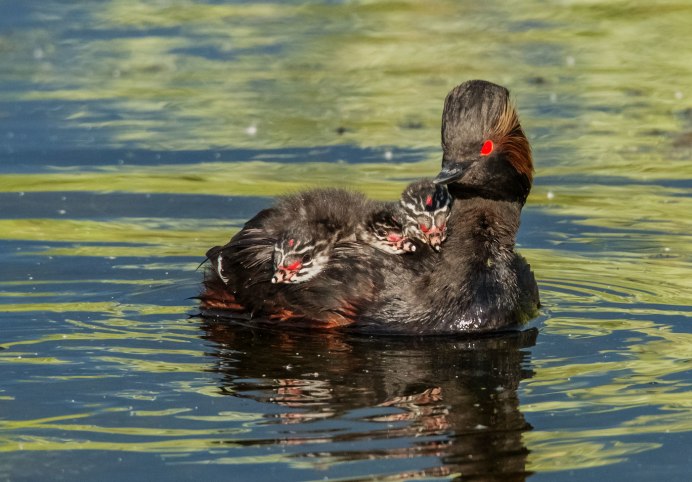 Серощёкая поганка птенцы