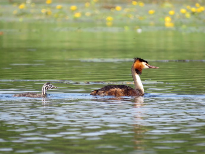 Птичка чомга птенец