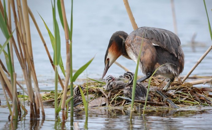 Птенцы чомги фото