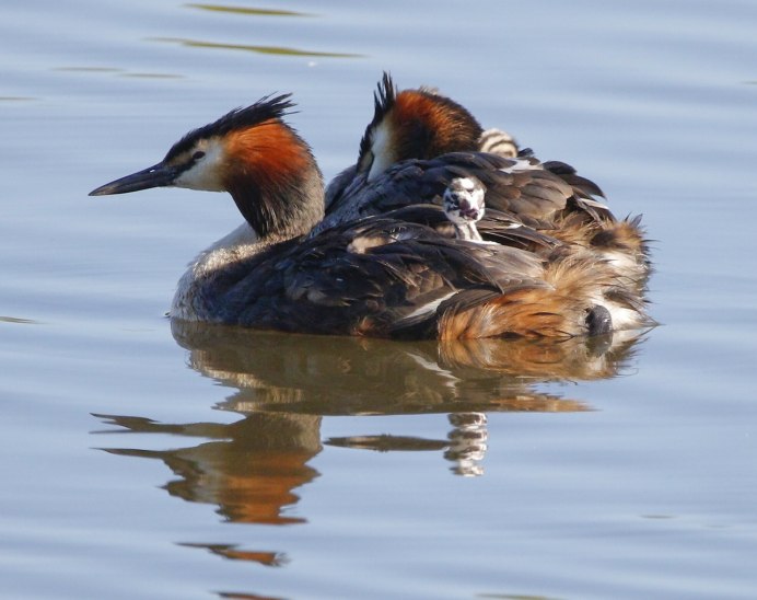 Чомга Черноморская
