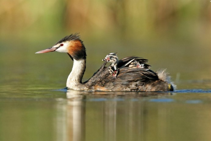 Каролинская чомга