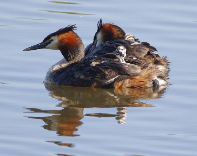 Красношейная поганка с птенцами