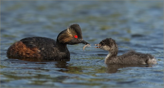 Чомга самец и самка