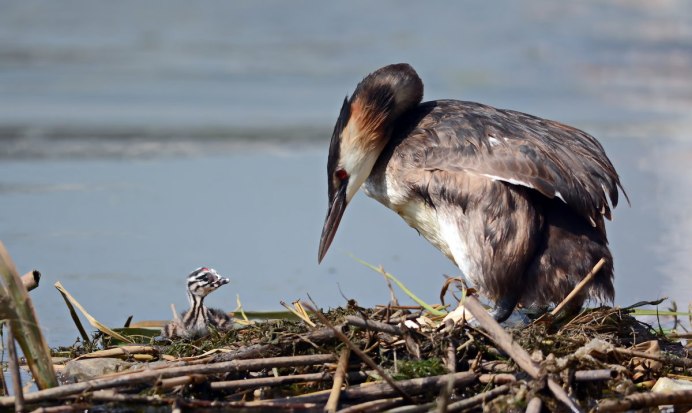Большая поганка чомга
