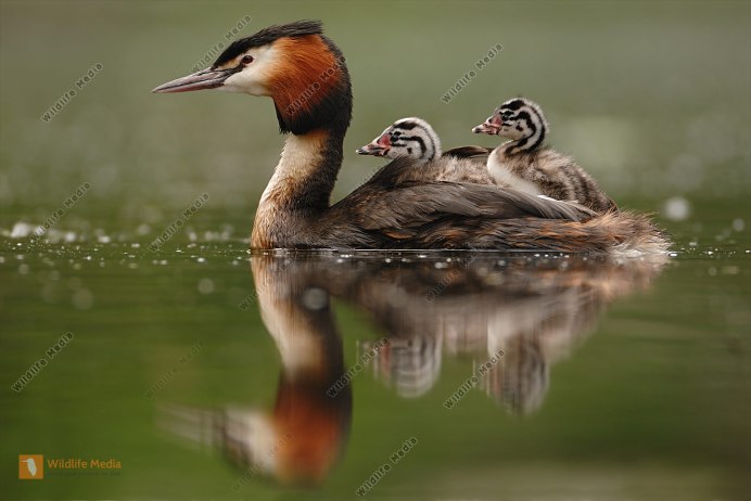 Крохаль длинноносый птенцы