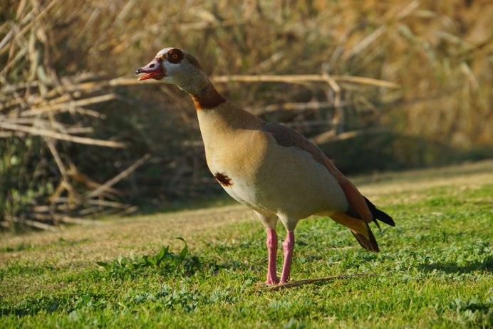 Нильский Египетский Гусь