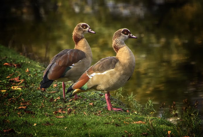Египетский Гусь Википедия