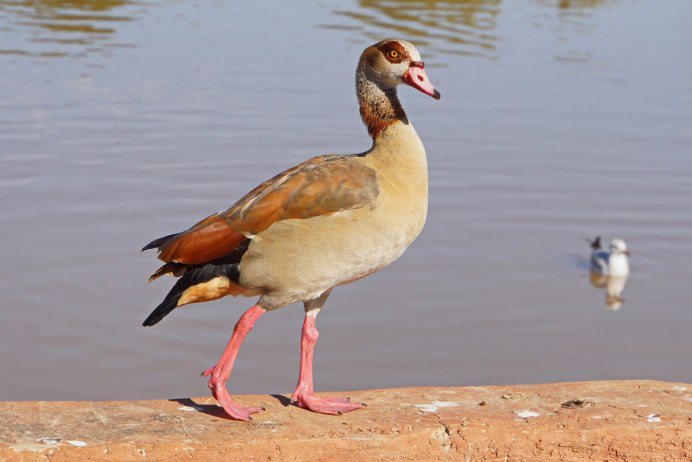 Египетская утка фото