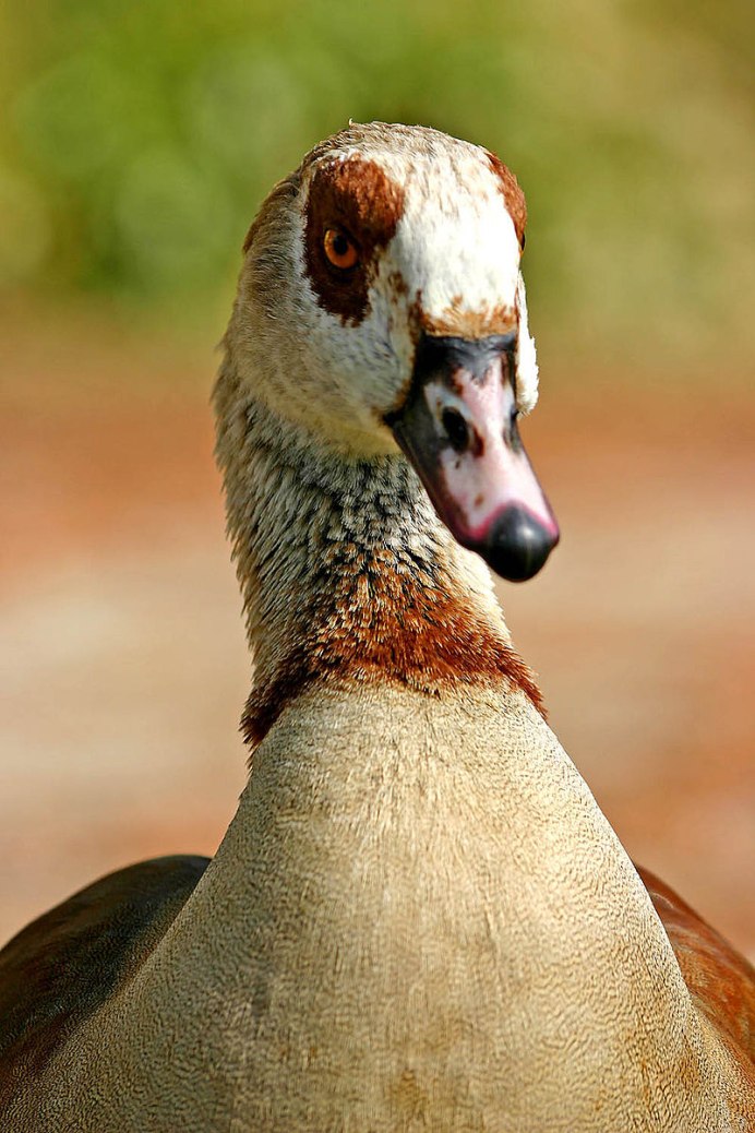 Гуси молодые