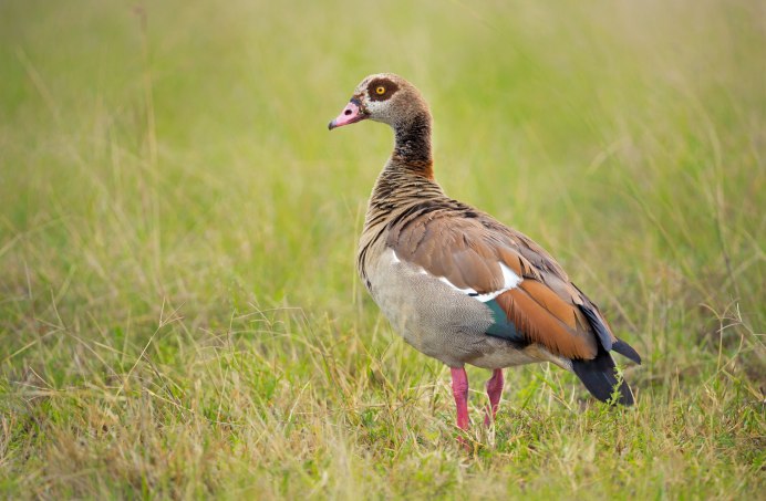 Египетского утку