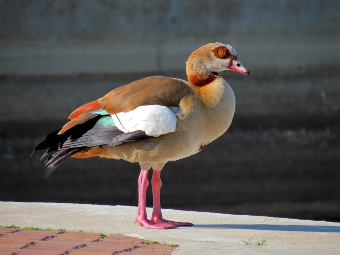 Нильский Гусь