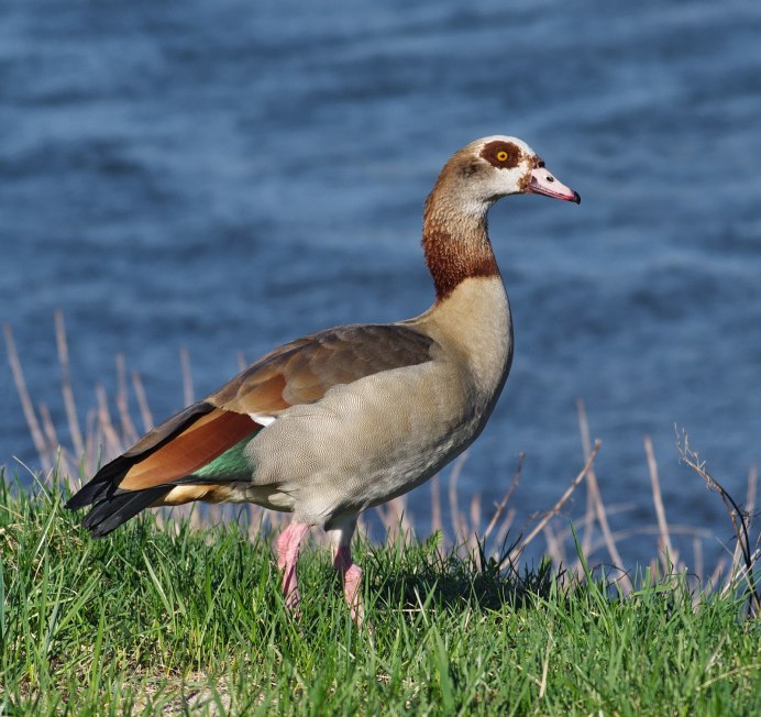 Нильский Гусь Белоруссия