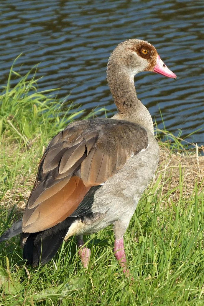 Гусиный глазик