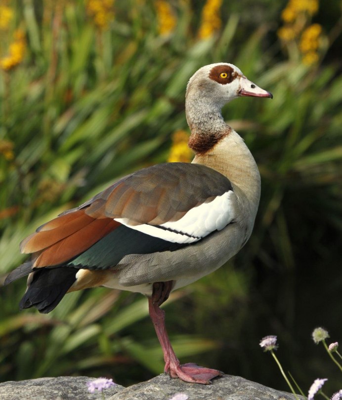 Нильский Гусь