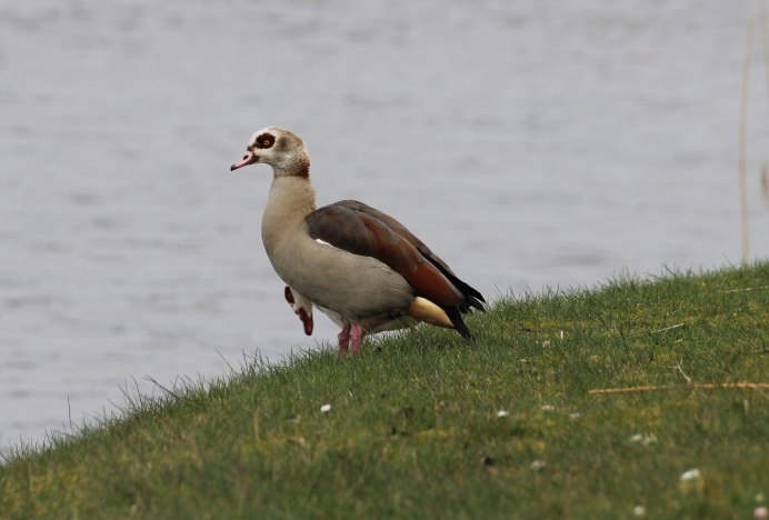 Египетский Гусь в Германии