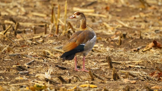 Египетский домашний Гусь птицы