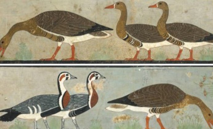 Египетские цыплята