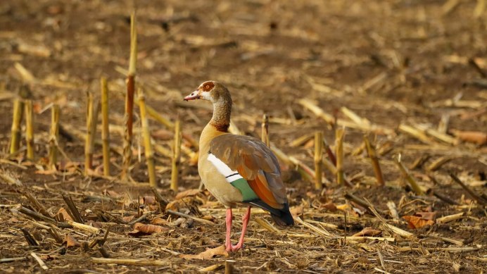 Wild Goose Новороссийск