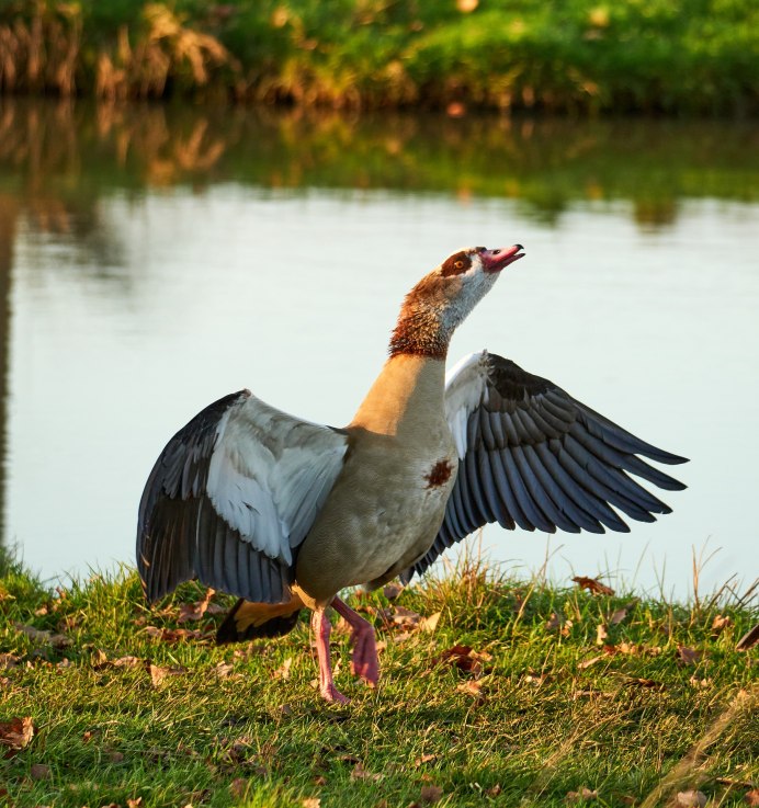 Озеро диких гусей