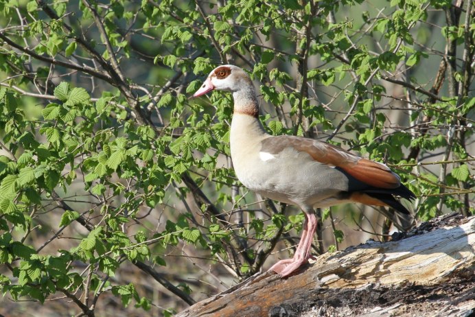 Нильский Гусь