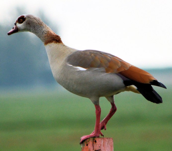 Каменный Гусь птица