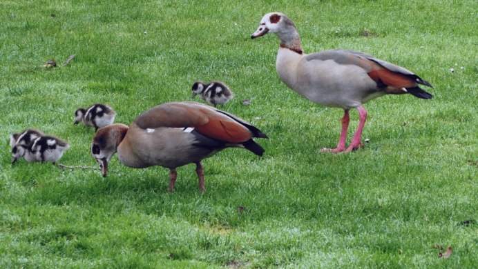 Египетские утки